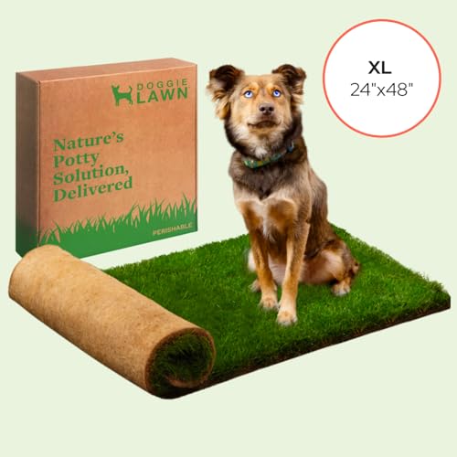 DoggieLawn Real Grass Puppy Pee Pads - Potty Training Pads for Dogs & Puppies - Indoor Grass Dog Potty for Apartments & Bad Weather - Natural Living Grass - XLarge 24 x 48 Inches - Made in USA - size: X-Large 24x48