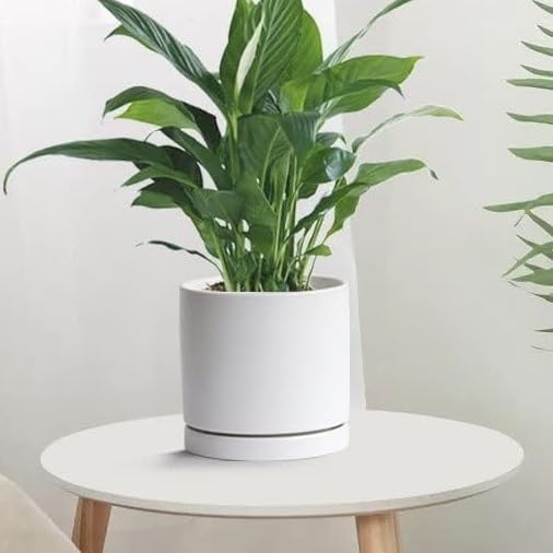 2 Pack Ceramic Plant Saucer Pot Tray 7 Inch, Planter Saucers 4 5 6 7 8 9 10 11 12 13 Inch for Indoors Outdoor, Durable Sturdy Flower Drainage drip Water Tray for Glazed Pots Base (7 Inch-White) - color: White, size: 7in 2pack