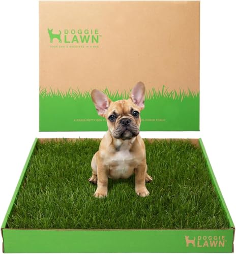 DoggieLawn Real Grass Puppy Pee Pads - Potty Training Pads for Dogs & Puppies - Indoor Grass Dog Potty for Apartments & Bad Weather - Natural Living Grass - Large 24 x 24 Inches - Made in USA - size: Large 24x24