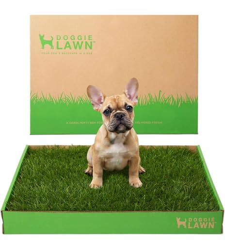 DoggieLawn Real Grass Puppy Pee Pads - Potty Training Pads for Dogs & Puppies - Indoor Grass Dog Potty for Apartments & Bad Weather - Natural Living Grass - Medium 24 x 20 Inches - Made in USA - size: Medium 24x20