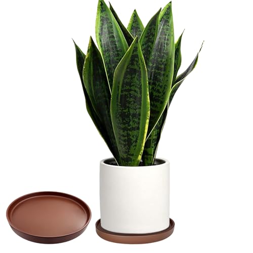 2 Pack Ceramic Plant Saucer Pot Tray 6 Inch, Planter Saucers 4 5 6 7 8 9 10 11 12 13 Inch for Indoors Outdoor, Durable Sturdy Flower Drainage drip Water Tray for Glazed Pots Base (6.4 Inch-Brown) - color: Brown, size: 6.4in 2pack