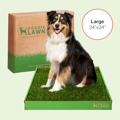 DoggieLawn Real Grass Puppy Pee Pads - Potty Training Pads for Dogs & Puppies - Indoor Grass Dog Potty for Apartments & Bad Weather - Natural Living Grass - Large 24 x 24 Inches - Made in USA - size: Large 24x24