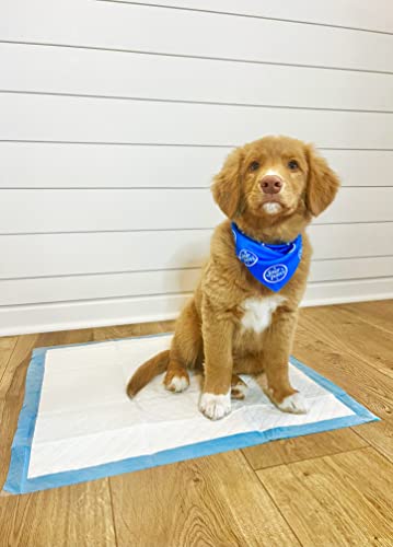 Four Paws Wee-Wee Odor Control with Febreze Freshness Pee Pads for Dogs & Puppies, Leak-Proof Dog Housebreaking Potty Training Floor Protection, Spring Fresh Scent, 22" x 23", 100 Count - size: 22" X 23"