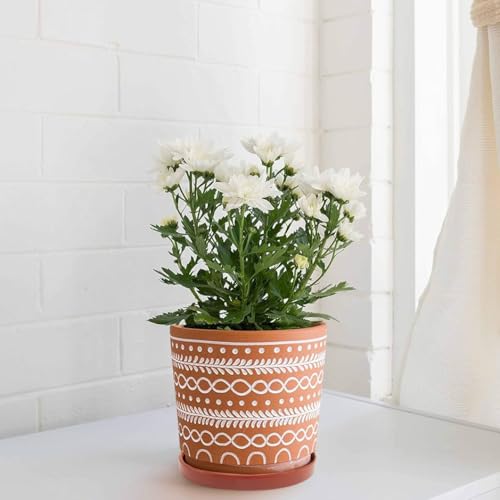 Yukfona Ceramic Plant Saucer Pot Tray 8.5 Inch, Planter Saucers 6 7 8 9 10 11 12 15 Inch, Durable Sturdy Flower Drainage drip Water Tray for Glazed Pots Base (8.5 Inch- Red Terracotta) - color: Terracotta, size: 8.5in 1pack