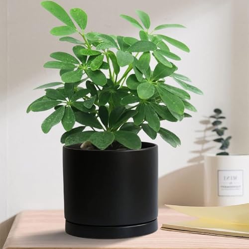 2 Pack Ceramic Plant Saucer Pot Tray 7 Inch, Planter Saucers 4 5 6 7 8 9 10 11 12 13 Inch for Indoors Outdoor, Durable Sturdy Flower Drainage drip Water Tray for Glazed Pots Base (7 Inch-Black) - color: Black, size: 7in 2pack