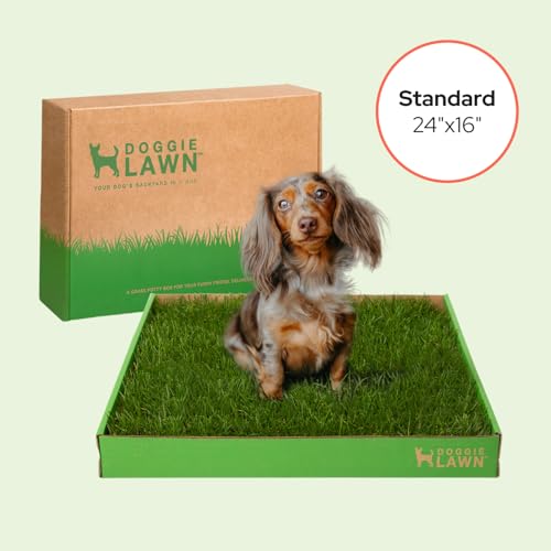 DoggieLawn Real Grass Puppy Pee Pads - Potty Training Pads for Dogs & Puppies - Indoor Grass Dog Potty for Apartments & Bad Weather - Natural Living Grass - Standard 24 x 16 Inches - Made in USA - size: Standard 24x16