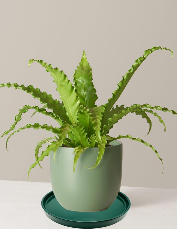 2 Pack Ceramic Plant Saucer Pot Tray 6 Inch, Planter Saucers 4 5 6 7 8 9 10 11 12 13 Inch for Indoors Outdoor, Durable Sturdy Flower Drainage drip Water Tray for Glazed Pots Base (6.4 Inch-Green) - color: Green, size: 6.4in 2pack