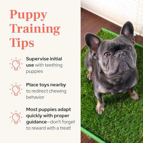 DoggieLawn Real Grass Puppy Pee Pads - Potty Training Pads for Dogs & Puppies - Indoor Grass Dog Potty for Apartments & Bad Weather - Natural Living Grass - Medium 24 x 20 Inches - Made in USA - size: Medium 24x20