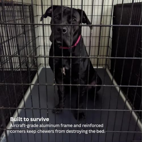 Kuranda Chewproof Elevated Crate Bed - Silver Aluminum - 30" x 20" - Vinyl - Royal Blue - color: Royal, size: 30" x 20" - Silver Aluminum