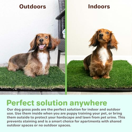 BETHEL Gotta Go Grass, Dog Natural Grass Patch Potty, Real Dog Grass for Pet Training, Dog Grass Pad with Tray, Puppy Potty Training, Dog Accessories, Perfect Indoor/Outdoor Portable Potty Pet Loo - size: 1 Pack, With Tray