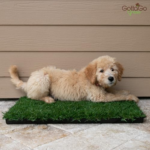 BETHEL Gotta Go Grass, Dog Natural Grass Patch Potty, Real Dog Grass for Pet Training, Dog Grass Pad with Tray, Puppy Potty Training, Dog Accessories, Perfect Indoor/Outdoor Portable Potty Pet Loo - size: 1 Pack, With Tray