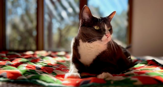 Waterproof Blanket, 29" x 34” - Seat Cover for Dogs and Pets. Ideal for Small and Medium Pet Crate Blankets, Settle mat, Diaper Changing and Playmat for Babies - color: Red and Green