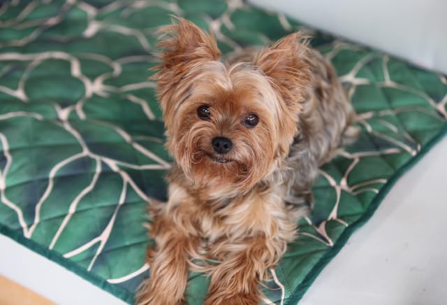 Waterproof Blanket, 29" x 34” - Seat Cover for Dogs and Pets. Ideal for Small and Medium Pet Crate Blankets, Settle mat, Diaper Changing and Playmat for Babies - color: Red and Green