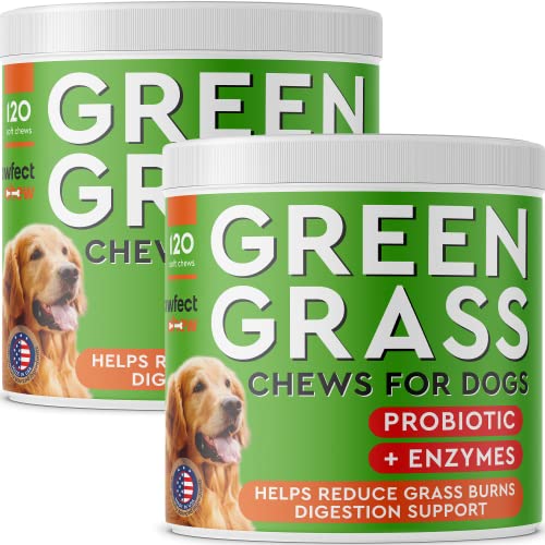 PAWFECTCHEW Green Lawn Chews for Dogs - Green Grass Chews - Urine Neutralizer Grass Burn Spots - Lawn Burn from Dog Urine - Probiotics & Enzymes - Made in USA - Bacon Flavor - 240 Lawn Saver Chews - size: 240Ct (Bacon) - Pack of 2