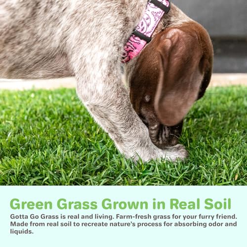 Gotta Go Grass - Real Dog Grass for Pet Training, Natural Grass Patch Potty, Refill Dog Grass Pad, Puppy Potty Training, Dog Accessories, Perfect Indoor/Outdoor Portable Potty, Pet Loo (16" x 24") - size: 1 Pack, Refill (no tray)