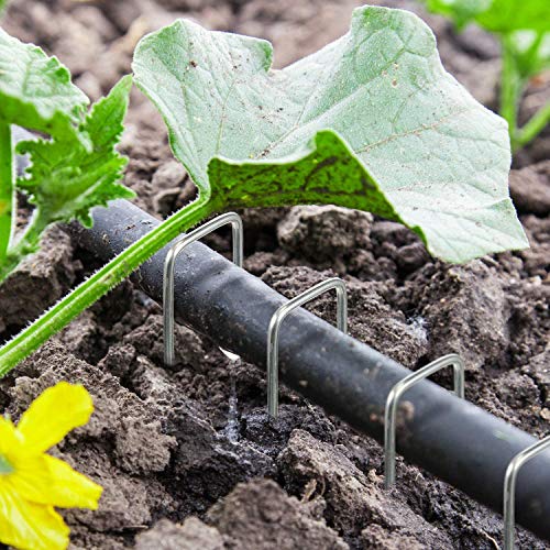AAGUT Garden Stakes Pins, Landscape Staples 250 Pack 6 Inch 11-Gauge Galvanized Lawn Stake for Dog Fence, Weed Barrier Fabric, Ground Cover, Irrigation Tubing Soaker Hose, Chicken Wire - color: Silver, size: 6'' x 250Pcs-11Ga