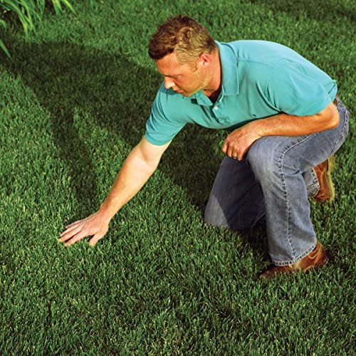 EZ Straw Grass Seed Germination and Erosion Control Blanket, 4 ft x 50 ft, Covers 200 sq ft – Protects and Assists in Grass Seed Growth - size: 1 pack