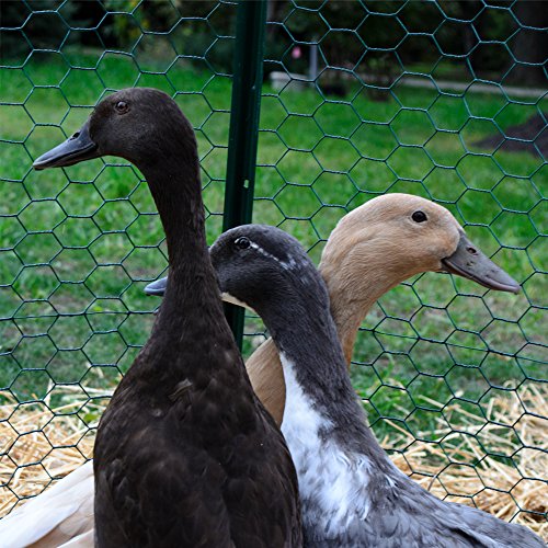 YARDGARD 1 Inch Poultry Netting, Chicken Wire Fence, 20 Gauge Galvanized Steel, Rabbit Fencing, Bird Enclosures, Garden Protection and Plant Support, 24 Inches x 25 Feet - size: 24 Inches x 25 Feet