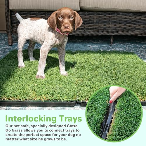 BETHEL Gotta Go Grass - Real Grass Dog Potty Pad with Tray, Indoor/Outdoor Natural Reusable Puppy Pee Pads, Fresh Patch for Puppy Potty Training & Dog Accessories- 2 Pack (16" x 24") - size: 2 Pack, With Tray