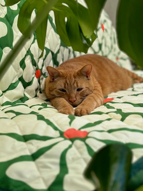 Waterproof Blanket, 60”x70” - Large Couch Cover for Dogs and Pets - Ideal for Picnics, Outdoor, Camping, Beach and More - Large, Washable Protector - color: Green