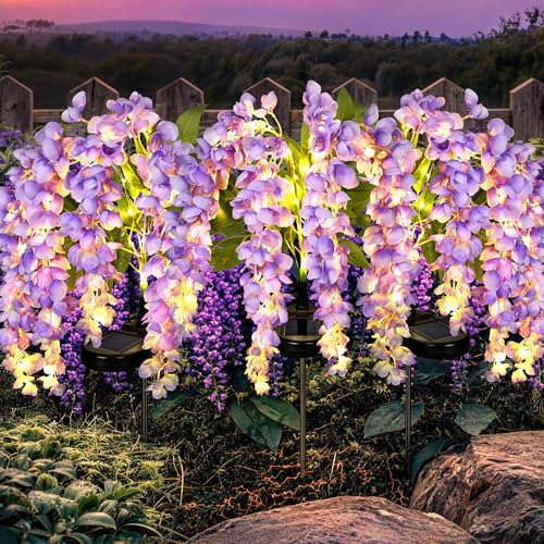 GIGALUMI Solar Lights Outdoor for Garden Decor, 3 Pack Solar Flower Lights Waterproof, 2 Lighting Modes Wisteria for Pathway,Yard, Patio Decoration, Gardening Gifts for Women (Purple) - color: Purple
