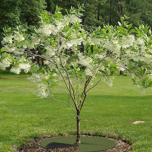 Tree Mulch Ring - Porous Growth, Permeable Shield Disc, Breathable Foundation Plate, Circular Underlay Layer | Effective Farm Maintenance Tool for Fence Farm & Professional Forestry Care - color: Green