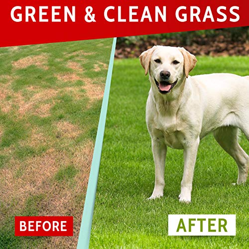 PAWFECTCHEW Green Lawn Chews for Dogs - Green Grass Chews - Urine Neutralizer Grass Burn Spots - Lawn Burn from Dog Urine - Probiotics & Enzymes - Made in USA - Bacon Flavor - 240 Lawn Saver Chews - size: 240Ct (Bacon) - Pack of 2