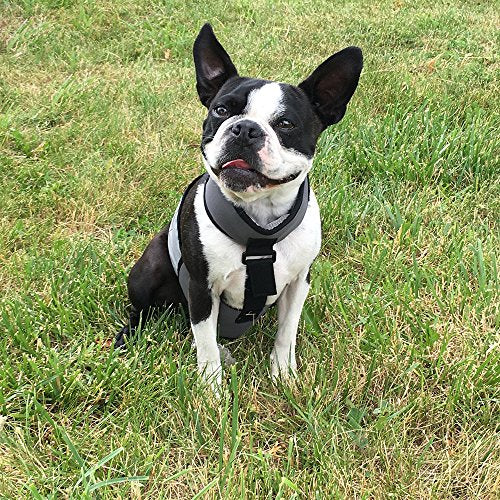 CoolerDog Dog Cooling Vest & Cooling Collar – Ice Vest for Hot Weather Heat Relief, Re-Freezable Pure Water Inserts (Small 18”–22” Girth) - size: S